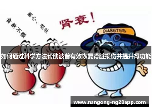 如何通过科学方法帮助波普有效恢复肾脏损伤并提升肾功能